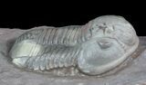 Undescribed Proetid Trilobite From Jorf - Very Inflated #46338-2